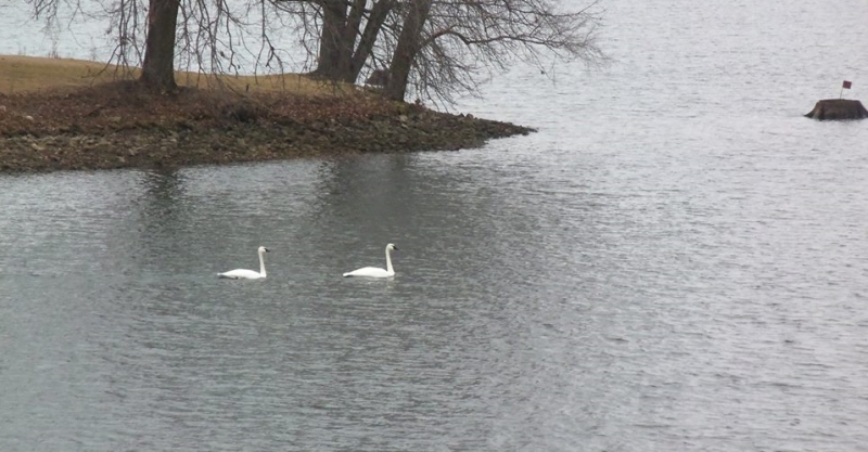 Swans sighted winter 2015